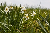 11_Mazzo di Narcisi